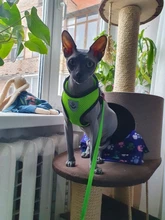 Cat-Harness Leash Mesh Bulldog Cats Small Dog Kitten Chihuahua French Breathable Nylon