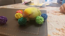 Bolas de ratán para loros 10 Uds./20 piezas Uds., juguetes para masticar pájaros, juguetes para afilar jaulas de pájaros, decoración divertida para mascotas, accesorios para jaula