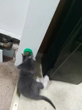 Natural Catnip Toys For Cats Crazy Healthy Cat Toys For Kitten Edible Treating Cleaning