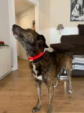 Dog-Collars Glowing Flashing Pet-Dog Rechargeable LED Night-Safety Luminous