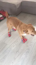 4 unidades/juego de zapatos para mascota de perro de lluvia, botines de goma antideslizantes portátiles, impermeables, zapatos de lluvia para perros y gatos, otoño e invierno, S/M/L/XL
