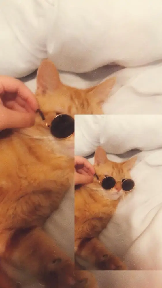 Cute Summer Cat Sunglasses Props photo review