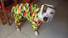 Mono impermeable para perro mascota, ropa impermeable para exteriores, mono con capucha para perros pequeños y grandes, capa impermeable, Bulldog francés