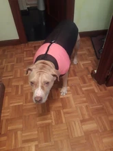 Coat Jacket Puppy-Vest Dogs Waterproof Winter Medium Pet-Dog Zipper Small Large Warm