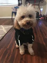 Jacket Clothing Puppy-Coat Dog-Face Dogs Reflective Waterproof Winter Apparel Small Medium