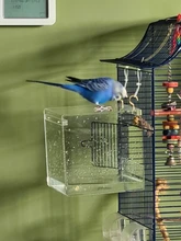 Bird Bathtub Cockatiel Shower Parrots Acrylic Cage Pet-Supplies Parakeets with Hanging-Hooks