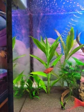 Bandeja de Nano burbujas para acuario, accesorios de bomba de oxígeno, bandeja para ARENA, bomba de aire, piedra