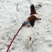 Harness Vest Pet-Products Collar Soft-Lining Walking-Training Reflective Adjustable Small