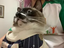 Conjunto de arnés y correa de nailon para perros y gatos, arnés de perrito, Collar de gato de plomo, chaleco para gatos pequeños, suministros para gatos y mascotas