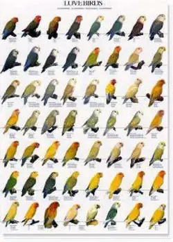 

Inseparable POSTERS and lamines I - AGAPORNIS (LOVEBIRDS)