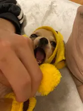 Pet-Puppy-Accessories Socks Hats Cat-Products Dogs-Knitted Small Chihuahua Little Winter