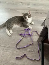 Leash-Set Harnesses Name-Tag Cats Kitten Customized Anti-Lost Nylon And with Blue Red