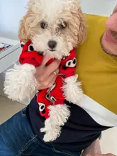 Mono para Perro suave y cálido, pijama de lana para mascotas, Ropa para perros, abrigo, chaqueta, Chihuahua, Yorkshire