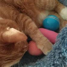 Automatic Smart Cat Toys Ball Interactive Catnip USB Rechargeable Self Rotating Colorful