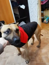 Dog-Jacket Puppy Dogs French Bulldog Waterproof Vest Hoodies Pet-Dog Small Winter Large