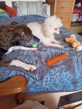 Puppy Chew Rope Ball Training-Tool Pet-Dog-Toys Molar Funny Teeth-Clean Outdoor Cotton