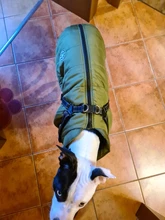 Pet-Dog-Jacket Harness Bulldog-Outfits Labrador Warm French Chihuahua Waterproof Large