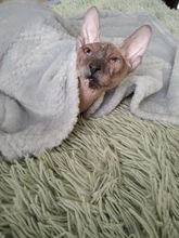 Towel-Cushion Blanket Beds Sleeping-Cover Fluffy-Towel Dog Fleece Pet-Dog/cats-Mat 
