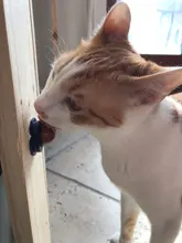 Bola de azúcar para gatos, Snacks de comida sólida para gatos, juguete de comida con hierba gatera Natural y ventosa