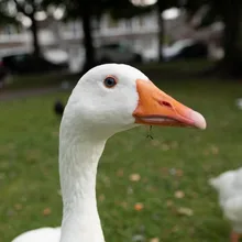 k***r