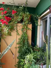 Solar-Light Garland Outdoor-Lamp Holiday Christmas-Party Garden Waterproof LED for 42/52M