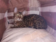 CAWAYI KENNEL Dog Pet House Products Dog Bed For Dogs Cats Small Animals cama perro hondenmand