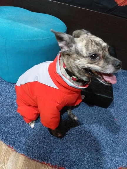 Waterproof Dog Snowsuit | Small Dog Snowsuit | Puppy Snowsuit | Dog Winter Snowsuit photo review