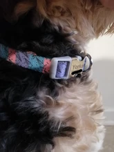 Dog-Collar Engraved Puppy-Name Floral Pet Personalized Airuidog Free Small Large Medium