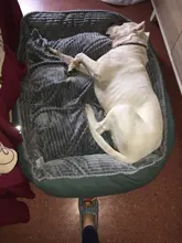 Bed Pet-Bed Labradors-House HOOPET Small Large Soft Warm Winter for Medium Big