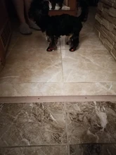 Boots Pet-Shoes Dog Large Waterproof Anti-Skid Small Winter Golden Warm Big 8-Sizes Wear-Resistant