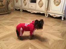 Pet Dog Clothes Fashion Hoodie Spring and Summer For Dogs Coat Jacket Cotton Ropa Perro