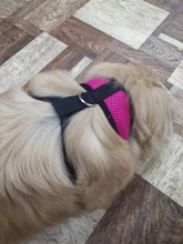 Perro pequeño arnés del animal doméstico ajustable Collar arnés para perro de seguridad de la correa Chaleco de malla de correa de perro Collar para cachorros y gatos para suministros de perro pequeño
