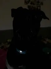 Collar-Control Train Stop Barking Ultrasonic-Training-Collars Anti-Bark Waterproof Pet-Dog