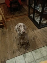 PROSTORMER-Guante de aseo para mascotas, guante de silicona con cepillo de pelo para perros, gatos y otros animales