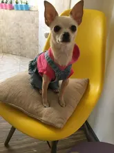 Jeans Clothing Jacket Coat Dog-Costume Puppy Dogs Small Denim Pet Medium for Chihuahua