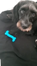 Dog-Toy Rubber Molar Training Drop-Ship Dog-Bite-Resistant Teeth New 