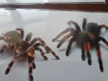 Temporary Tattoo Stickers Scorpion Tatouage Tatuajes Spider Body-Art Halloween Rocooart