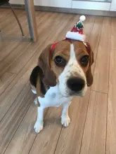 Costume Pet-Hat Pet-Cosplay-Clothes Christmas Cat Cute Dog Party-Decoration Glitter Elastic