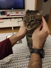 Accesorios de ropa de bebé recién nacido niña niño gafas planas accesorios de fotografía Caballero sesión de fotos de estudio