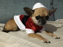 Costume Jackets Yorkie-Outfit Cat-Clothing Puppy Small Dogs Coat Hooded Pet-Dog Winter Dog