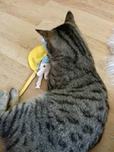 Accessory Hamster Animal-Harness Rabbit-Ferret Bunny Small Vest Leash-Set with Travel-Chest-Strap