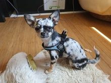 Seat-Belt Harnesses Stunt Puppy Bull Small-Pet Terrier Printed Dogs Chihuahua Shih Tzu