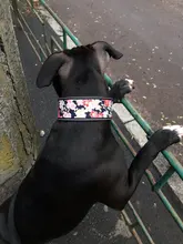 Dog-Collar Pitbull-Leash Dogs Reflective Puppy Big Small Adjustable with Buckle for Medium