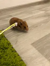 1,4 m 2,0 m ajustable correa de hámster arnés cuerda jerbo de algodón cuerda arnés Collar de guiar por rata ratón mascota hámster correa de jaula