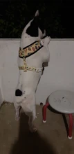 Arnés de Mascota para Bulldog Francés, correas pequeñas y medianas para perros, chaleco de cachorro francés, correa de plomo para perro que camina, productos para mascotas
