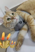 Arnés y correa reflectantes para gato, ropa transpirable a prueba de Escape para mascotas, chaleco ajustable de fácil Control