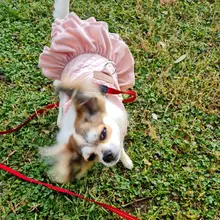 Warm Pet Dog Dress Vest Jacket For Dogs Cats Winter Chihuahua Yorkies Clothes Maltese