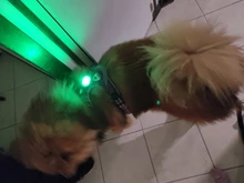 Led-Light Backpack Harness Collar Truelove Safety for Pet-Wear with Water-Resistant And