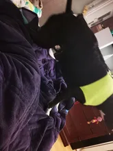 Coat Jacket Puppy-Vest Dogs Waterproof Winter Medium Pet-Dog Zipper Small Large Warm