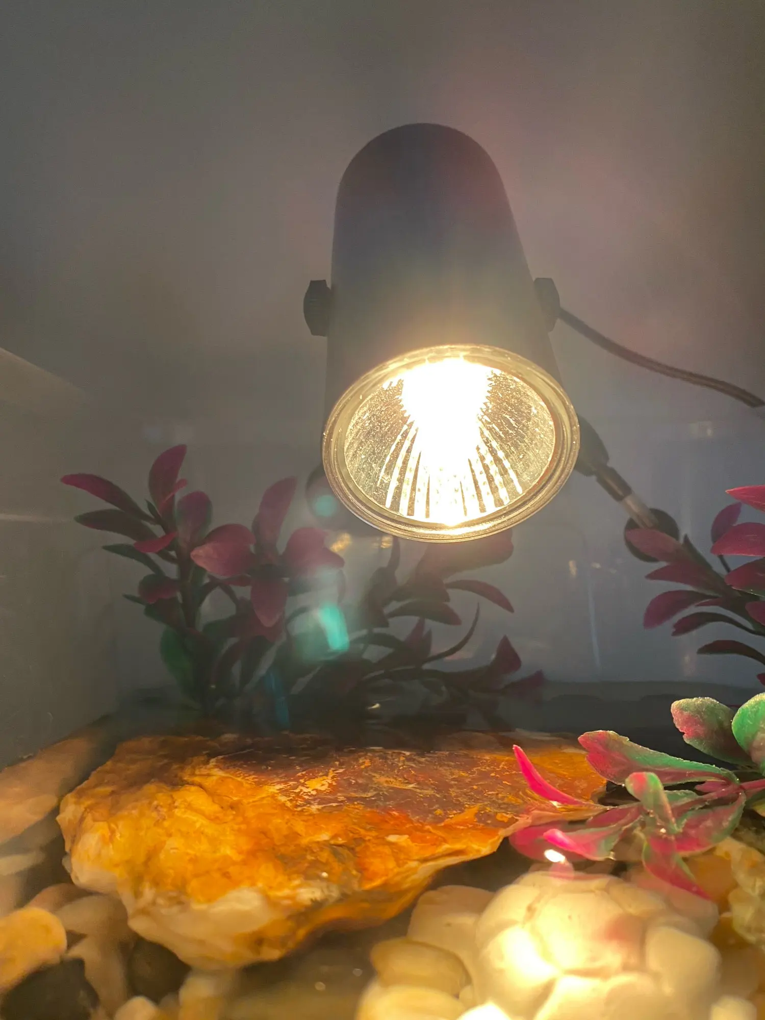 Reptile Lamp Kit With Clipon Ceramic Light Holder Turtle Basking Uv